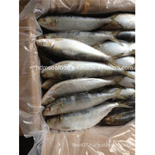 Whole Round Big Specification Frozen Sardine Fish for Market